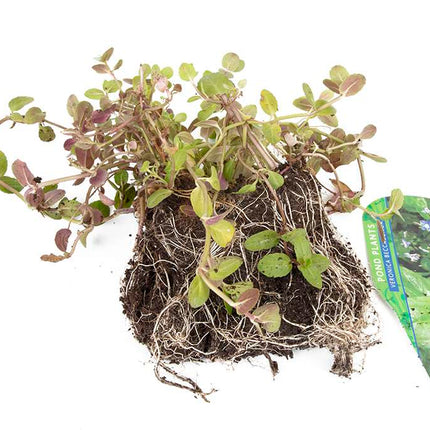 Premium Pond Starter Packs - Pond topup Packs - Oxygenating - Compost and Pots