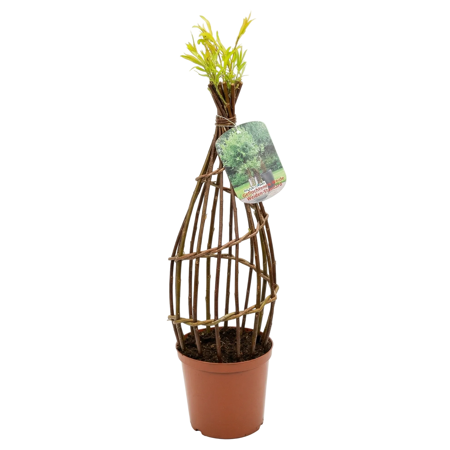 Salix Hybrid Americana Living Braided Willow Tree Sculpture 50cm, 15cm pot (50-08)