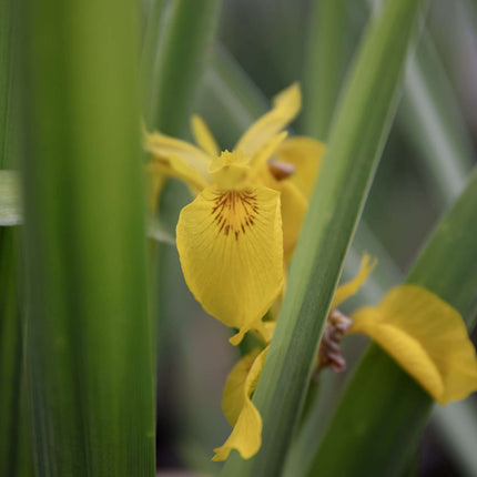 Iris pseudacorus 'Yellow Flag'